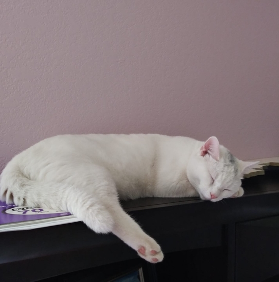 Meet your Posher, Nancy - Picture 1 of 1